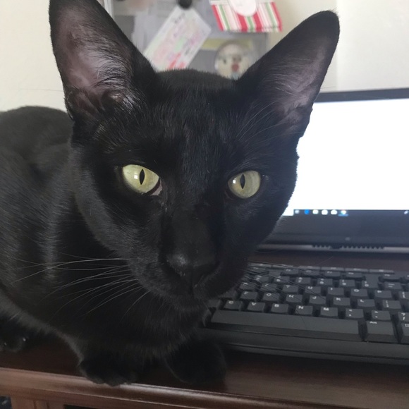 Meet your Posher, Hannah - Picture 1 of 1